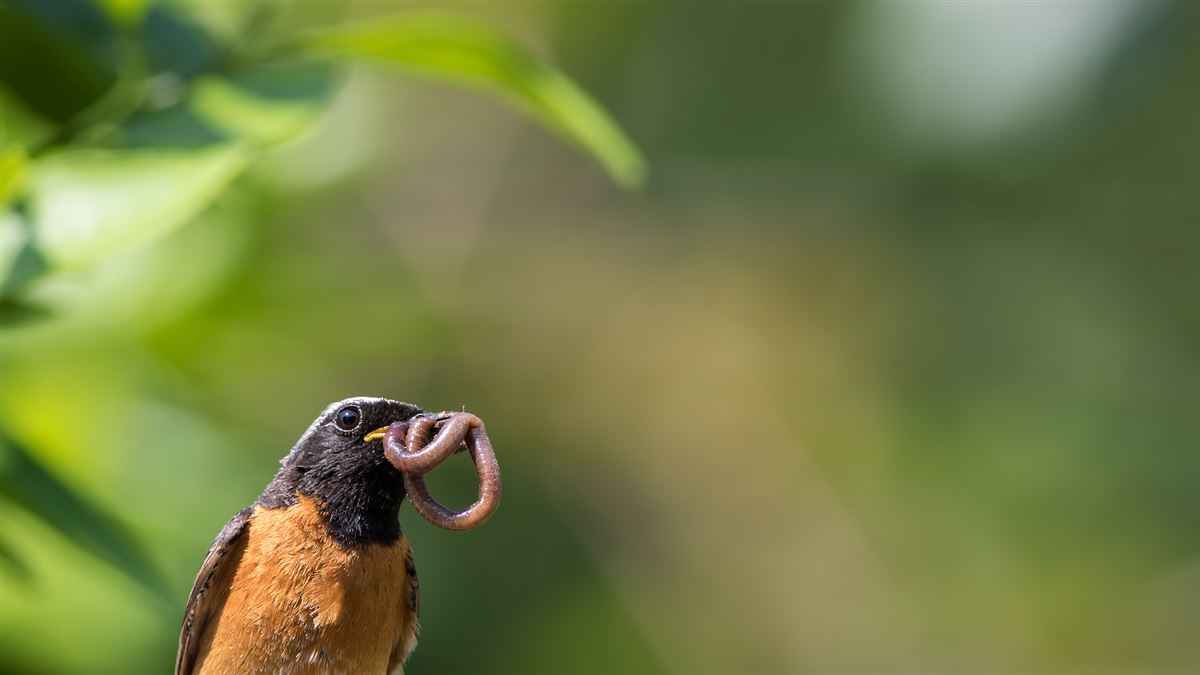 Common Redstart