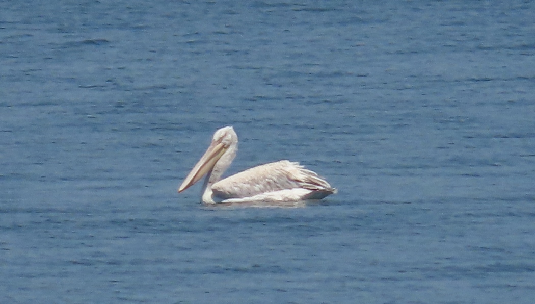 Dalmatian Pelican