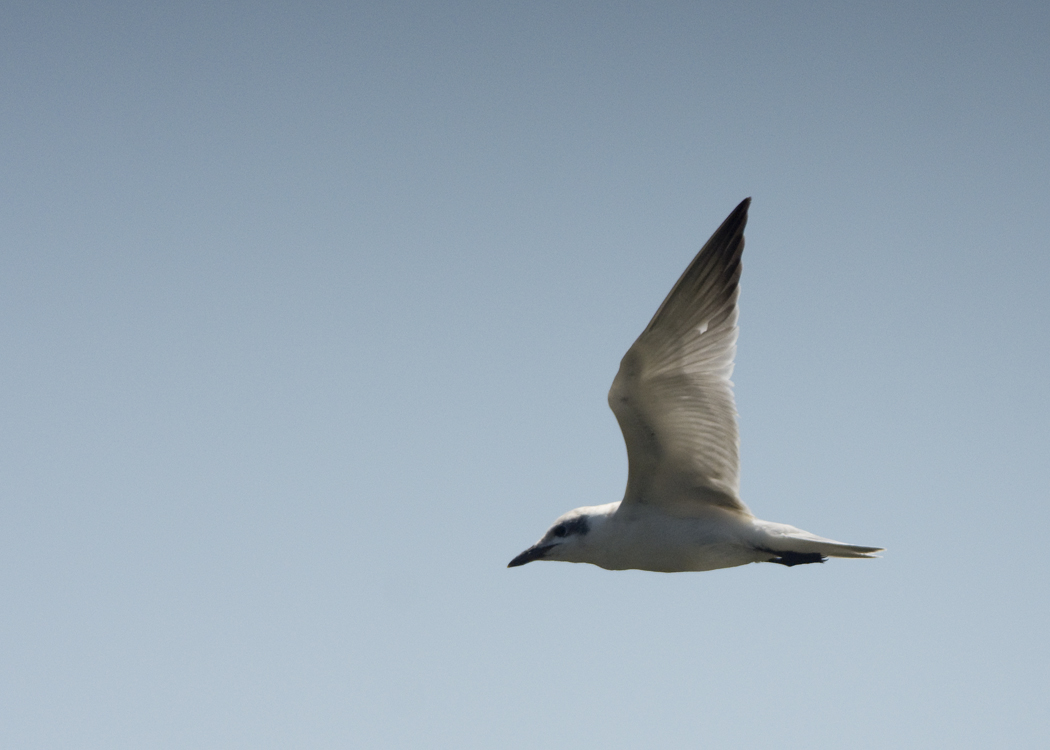 Gull-billed Tern