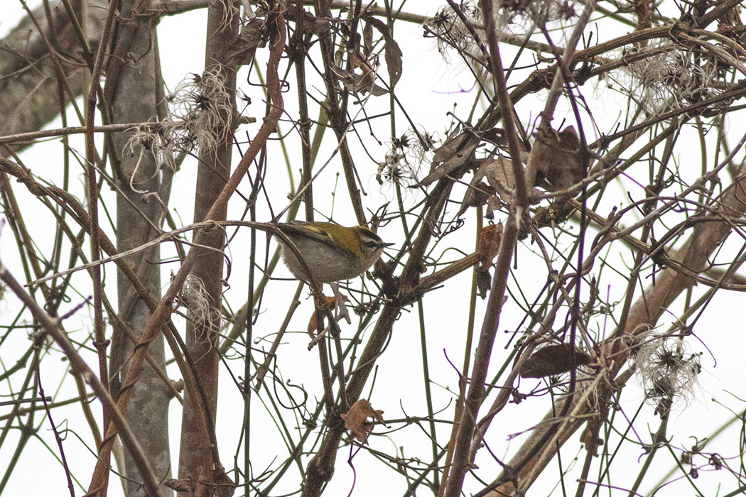 Common Firecrest