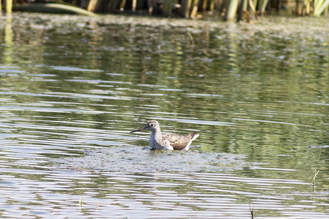 Common Greenshank