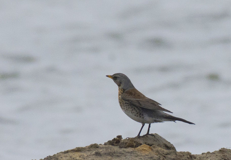 Fieldfare