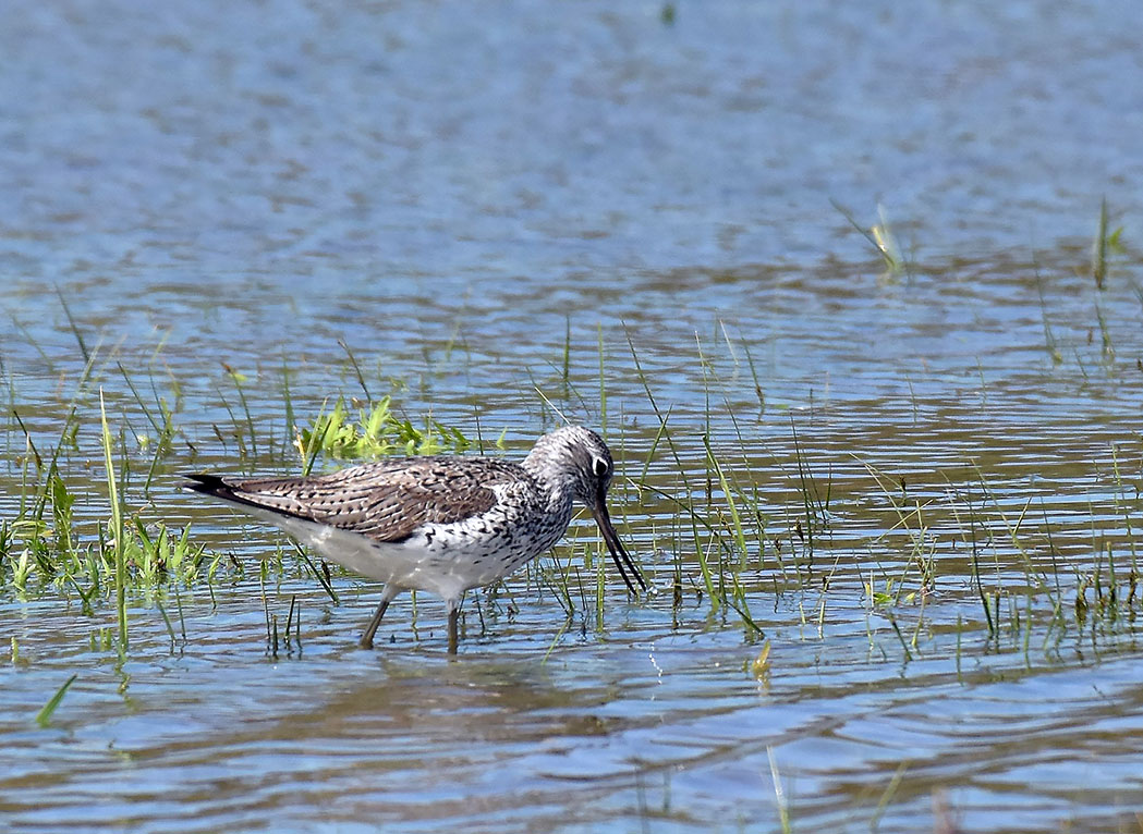 Common Greenshank