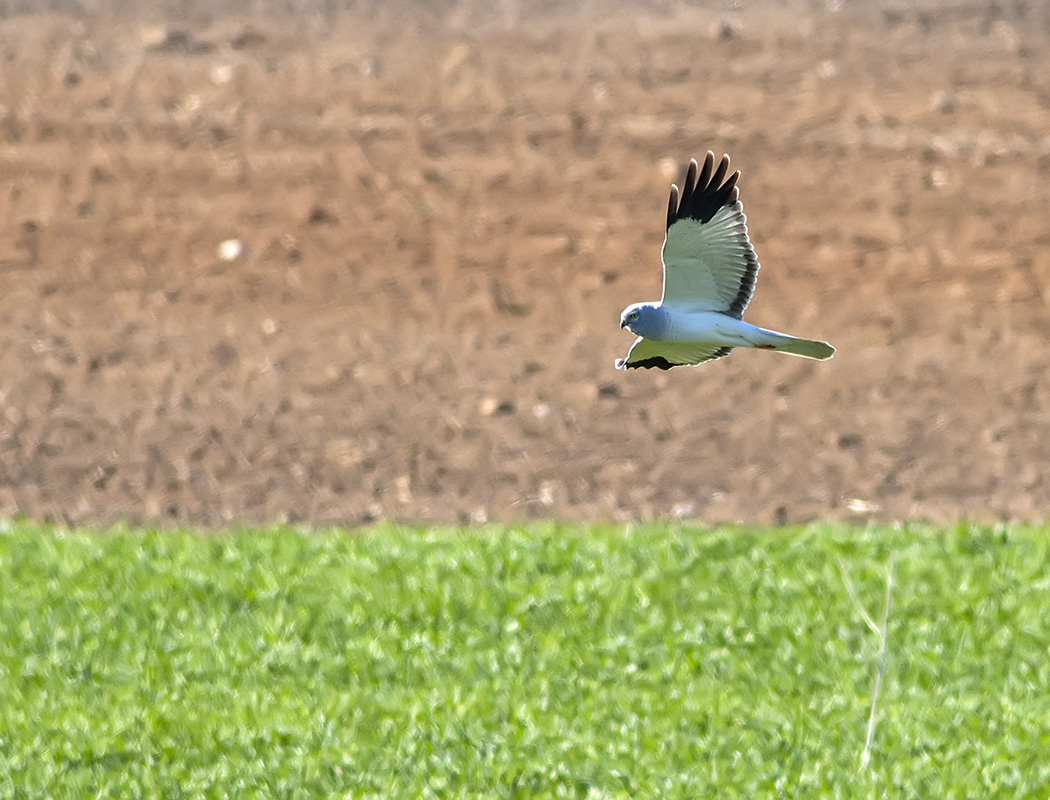 Hen Harrier