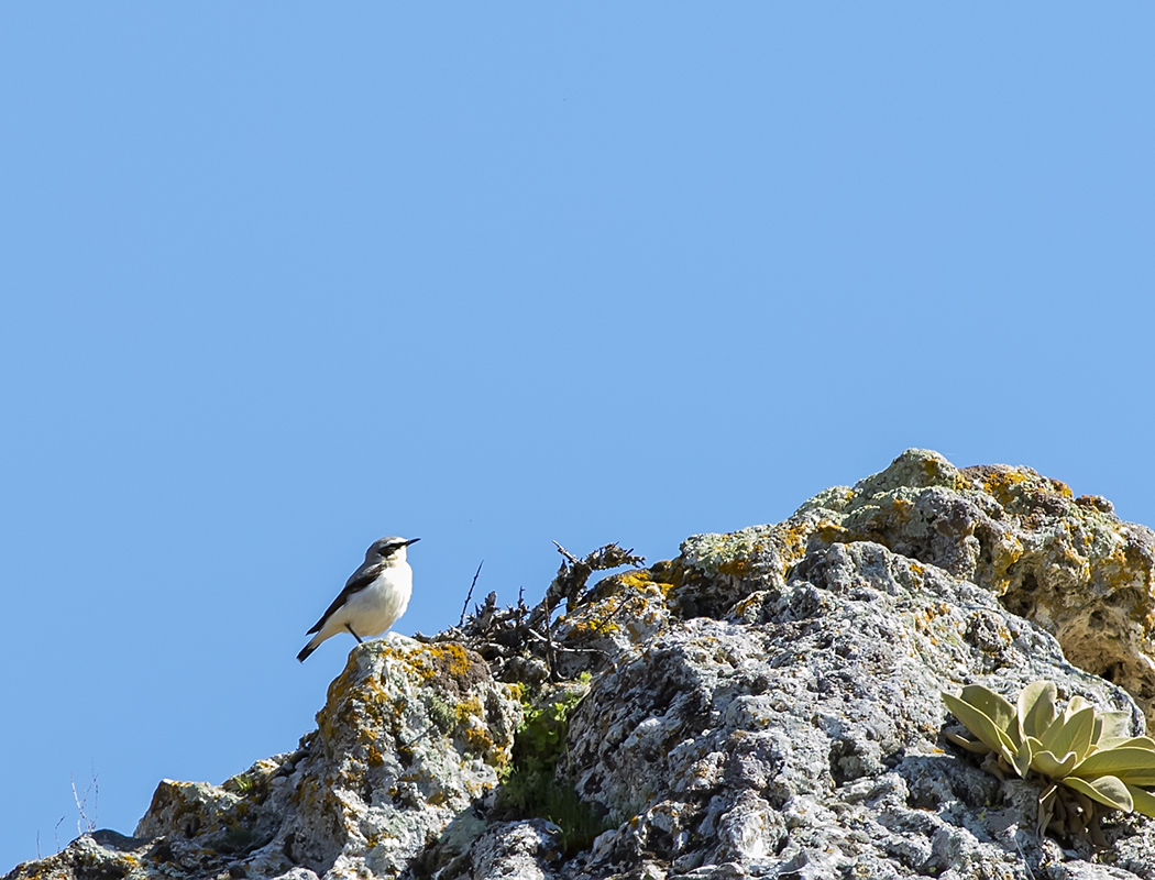 Western Rock Nuthatch