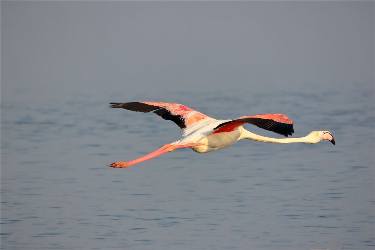 Greater Flamingo