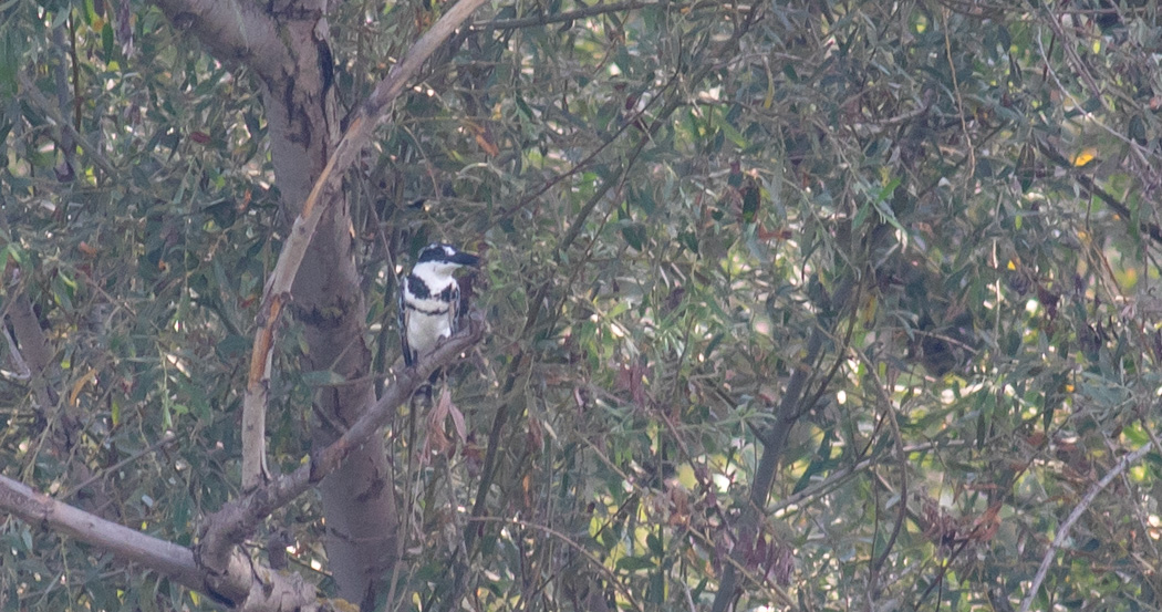 Pied Kingfisher