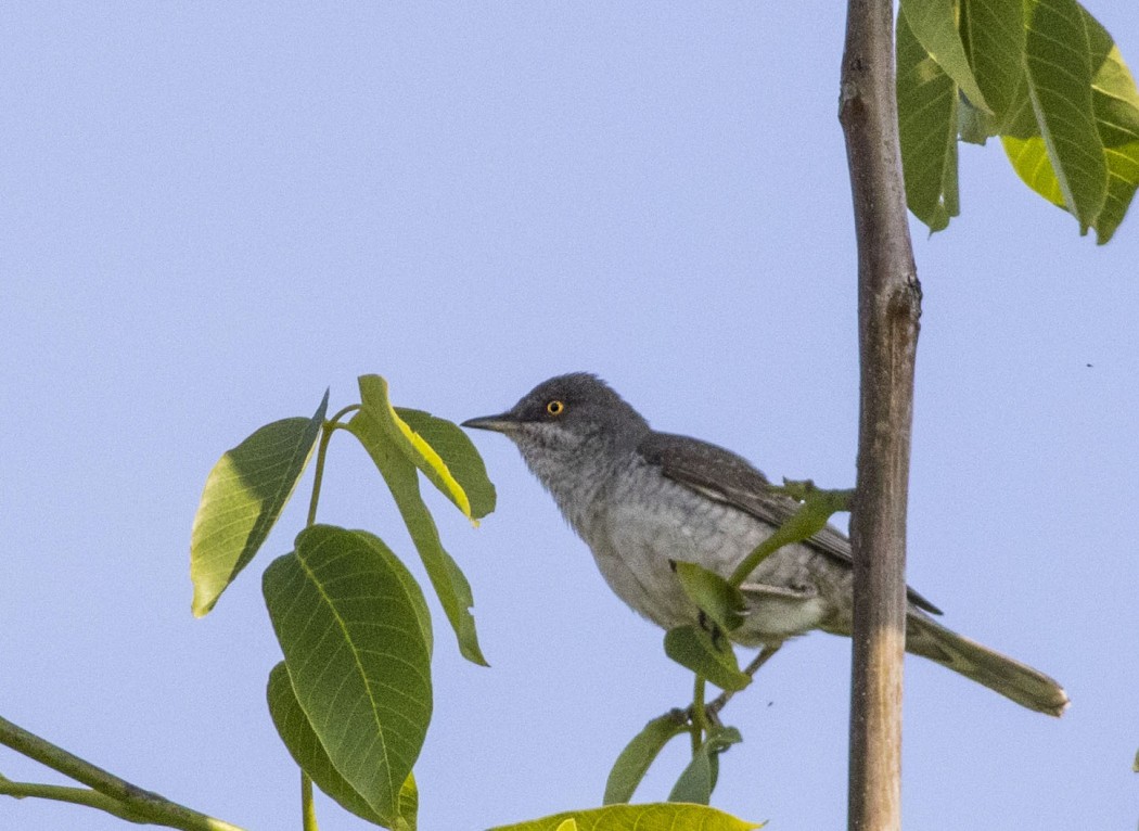 Barred Warbler