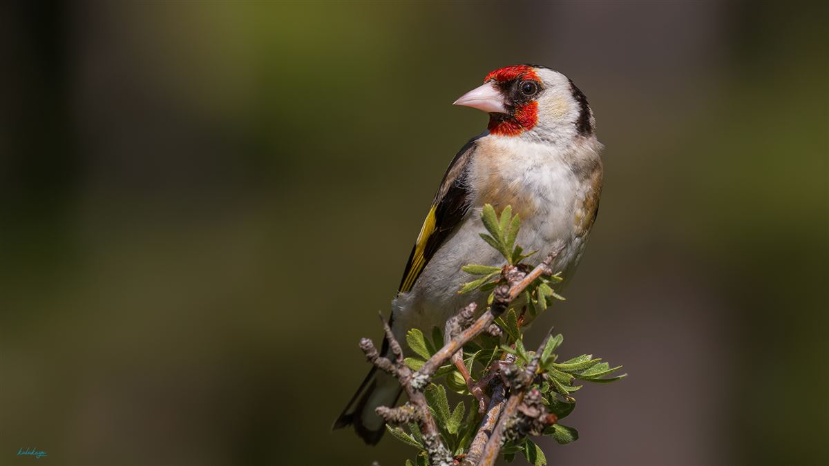 European Goldfinch