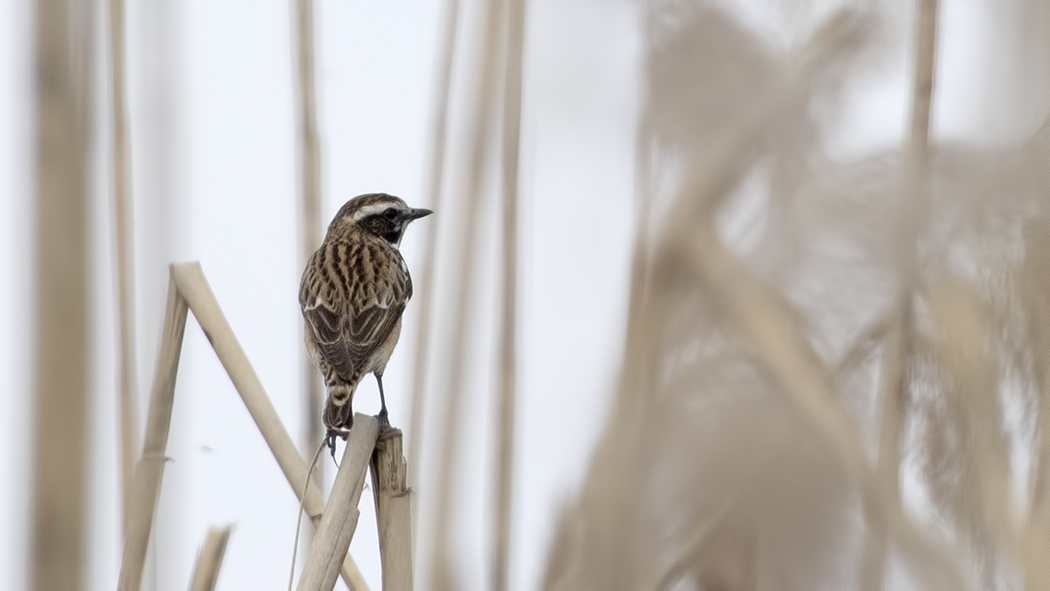 Whinchat