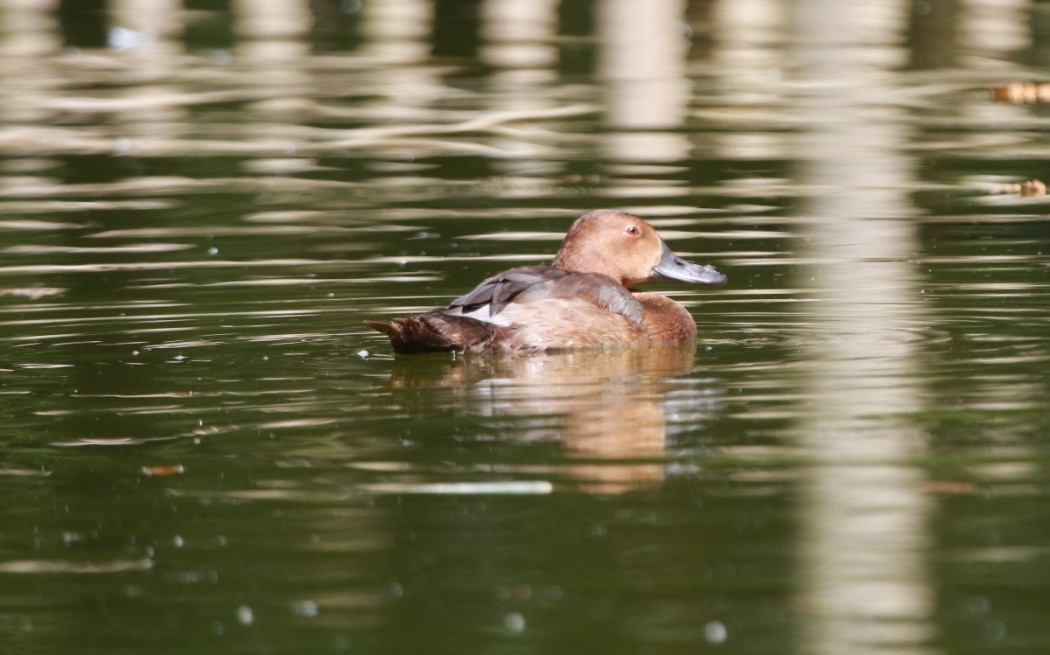 Ferruginous Duck