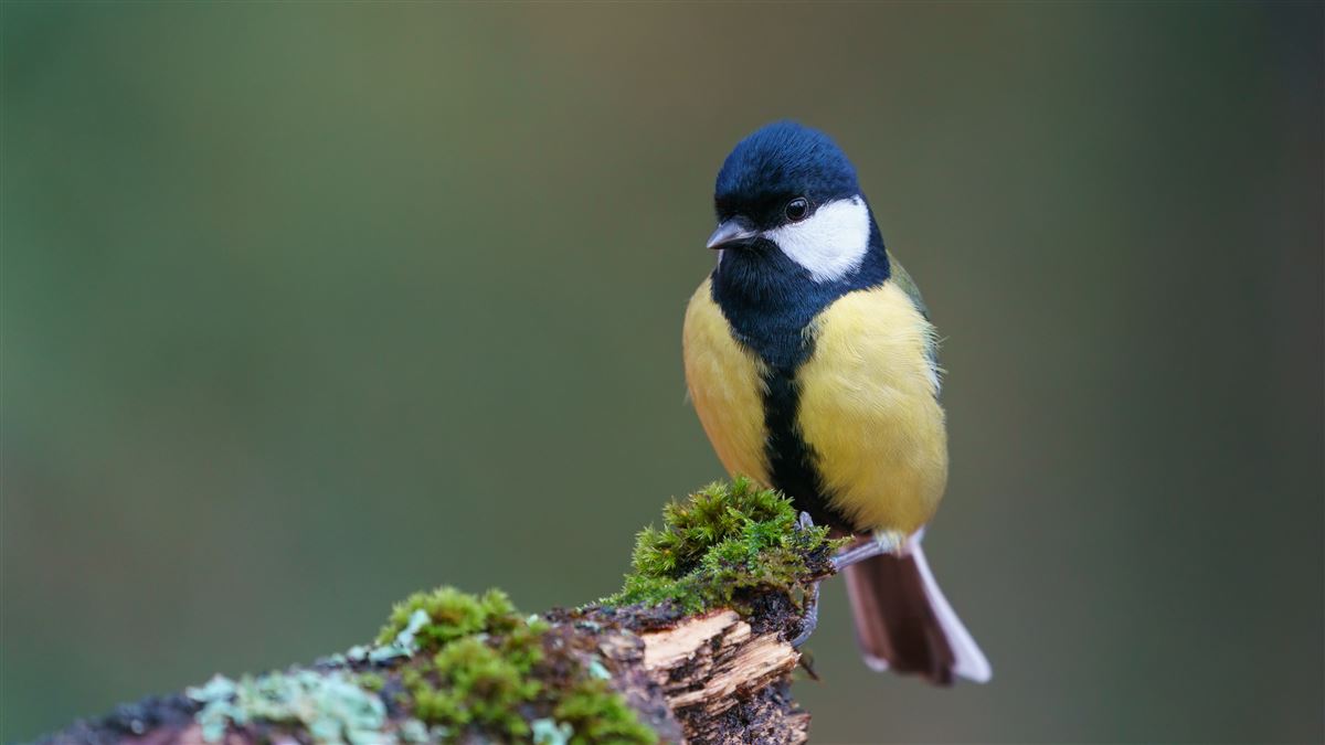Great Tit