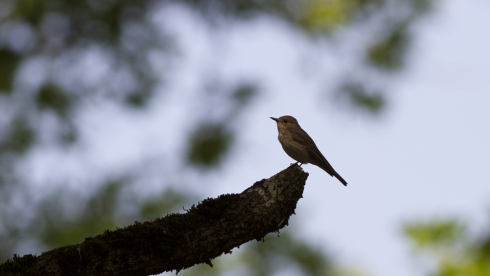 Spotted Flycatcher