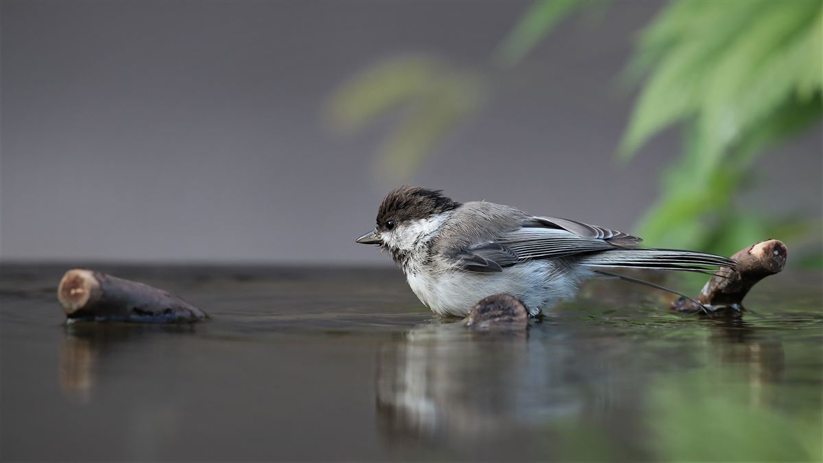 Sombre Tit