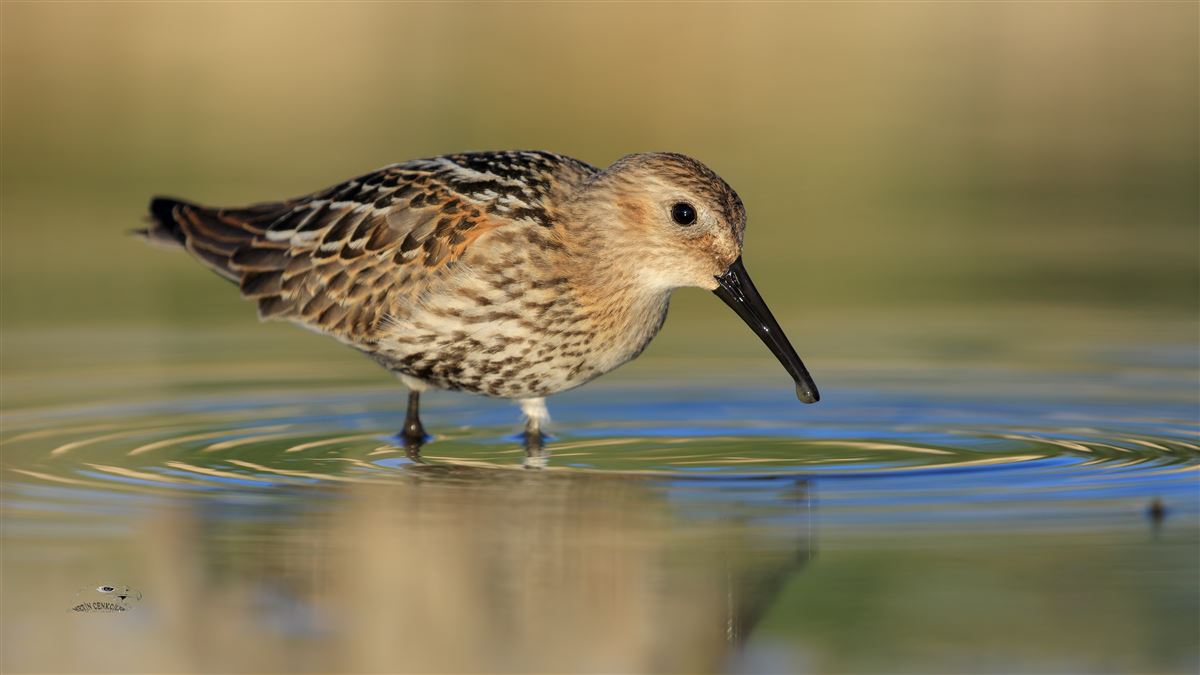 Dunlin
