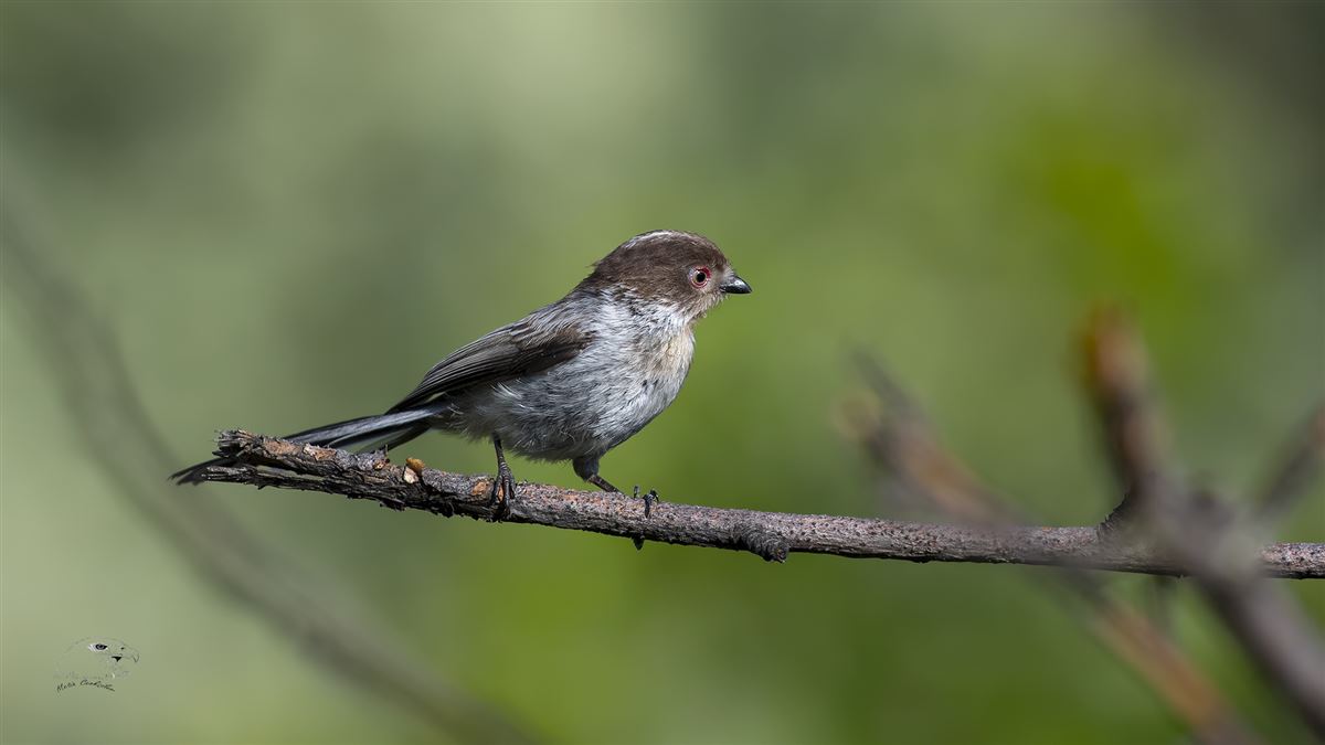 Long-tailed Tit