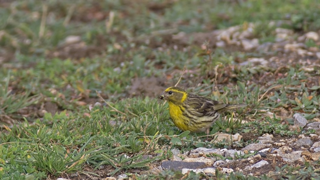 European Serin