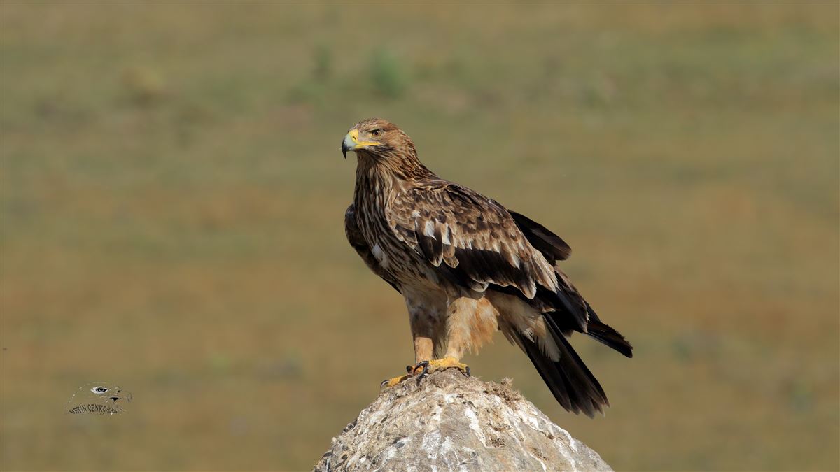 Şah Kartal