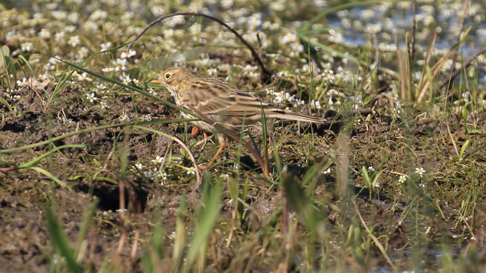 Meadow Pipit