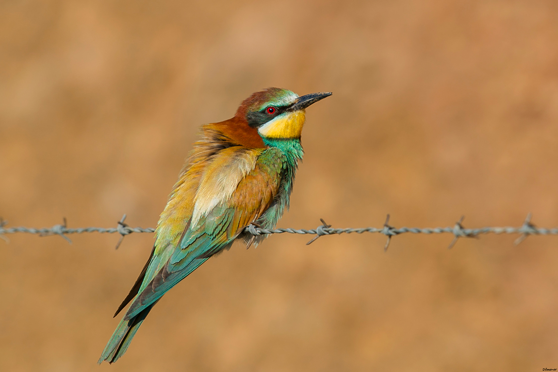 European Bee-eater