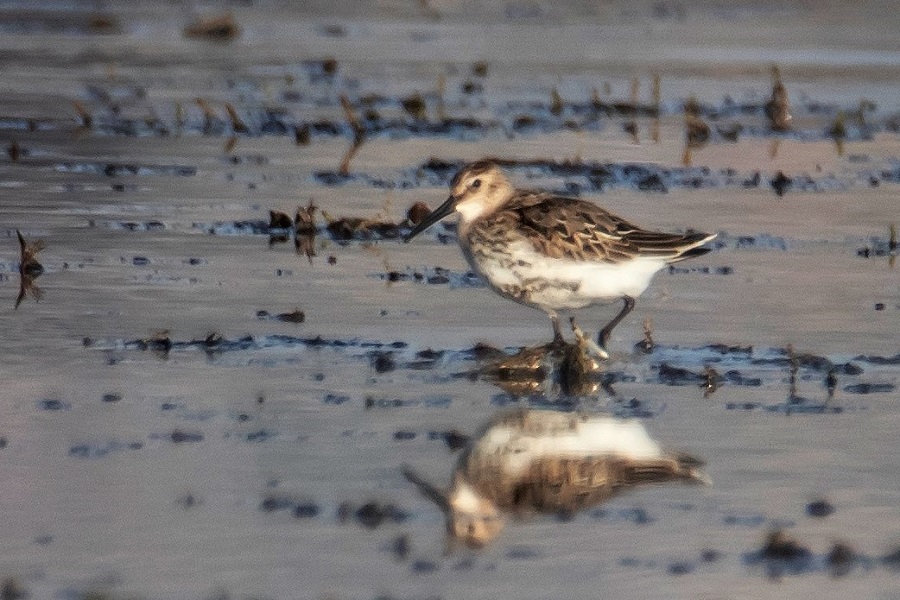 Dunlin
