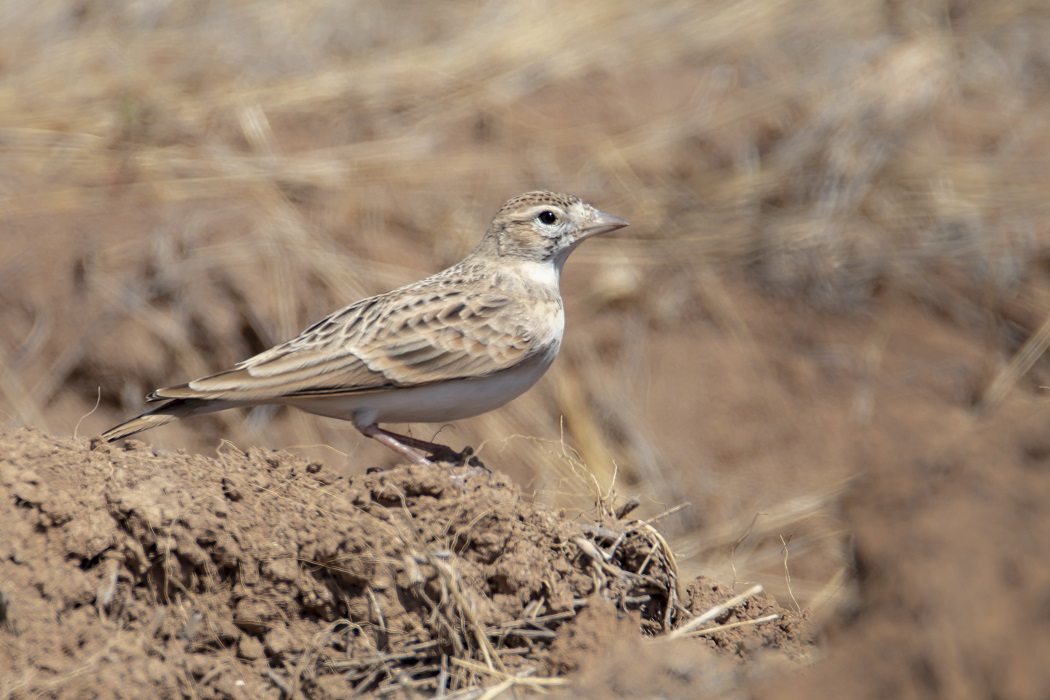 Eurasian Skylark