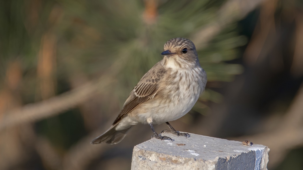 Spotted Flycatcher