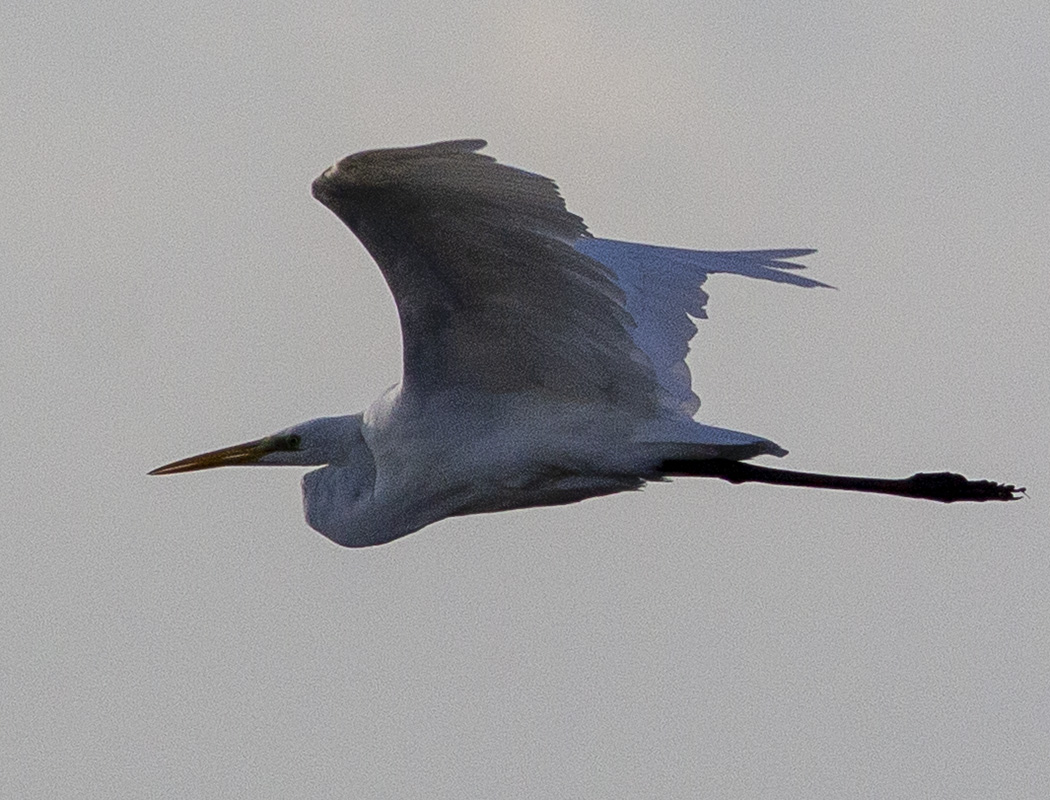 Great Egret