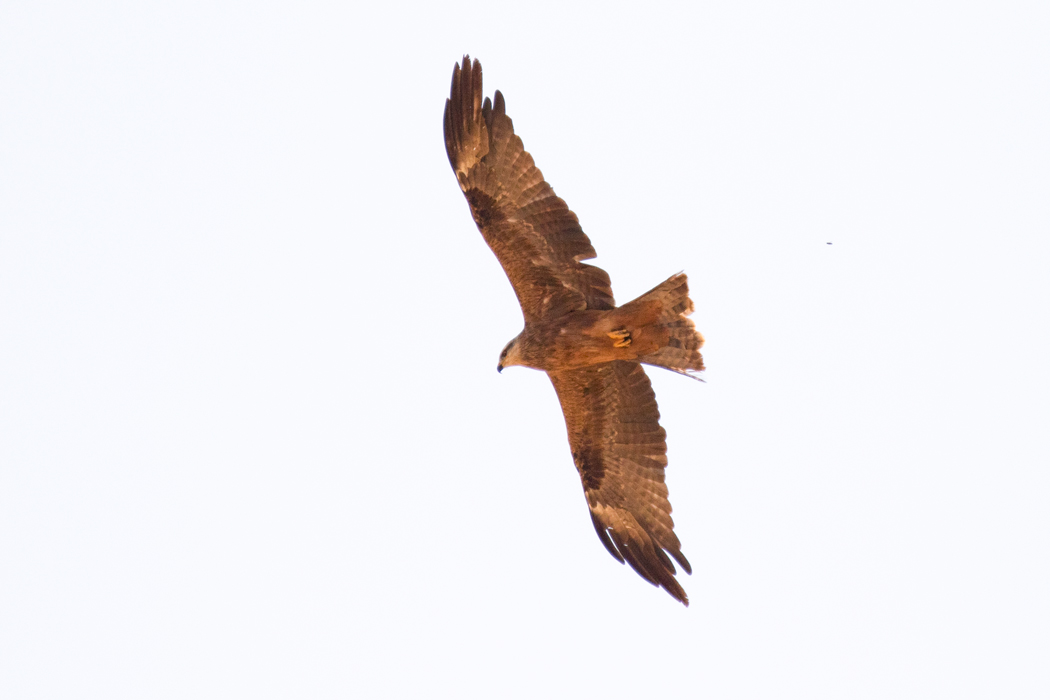 Black Kite