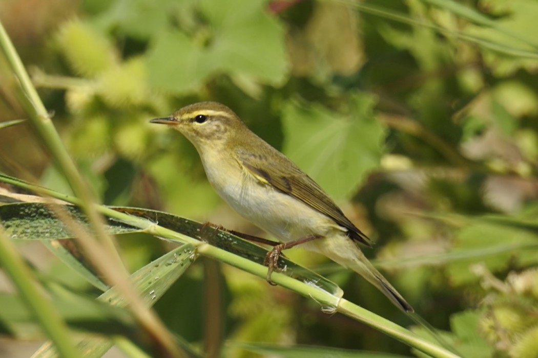 Willow Warbler