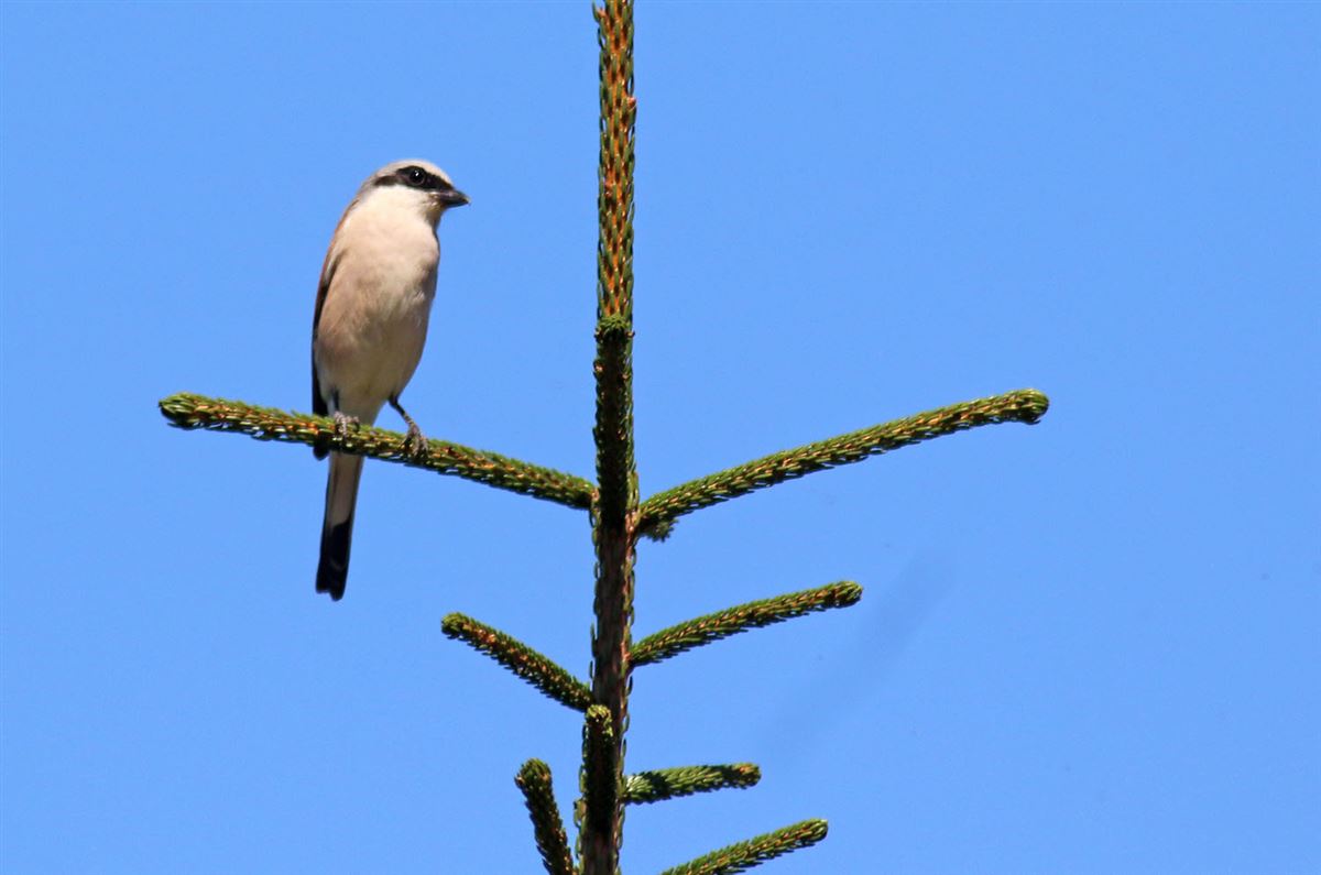 Red-backed Shrike