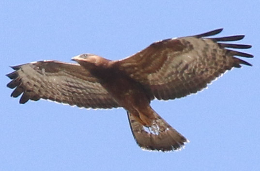 Arı Şahini