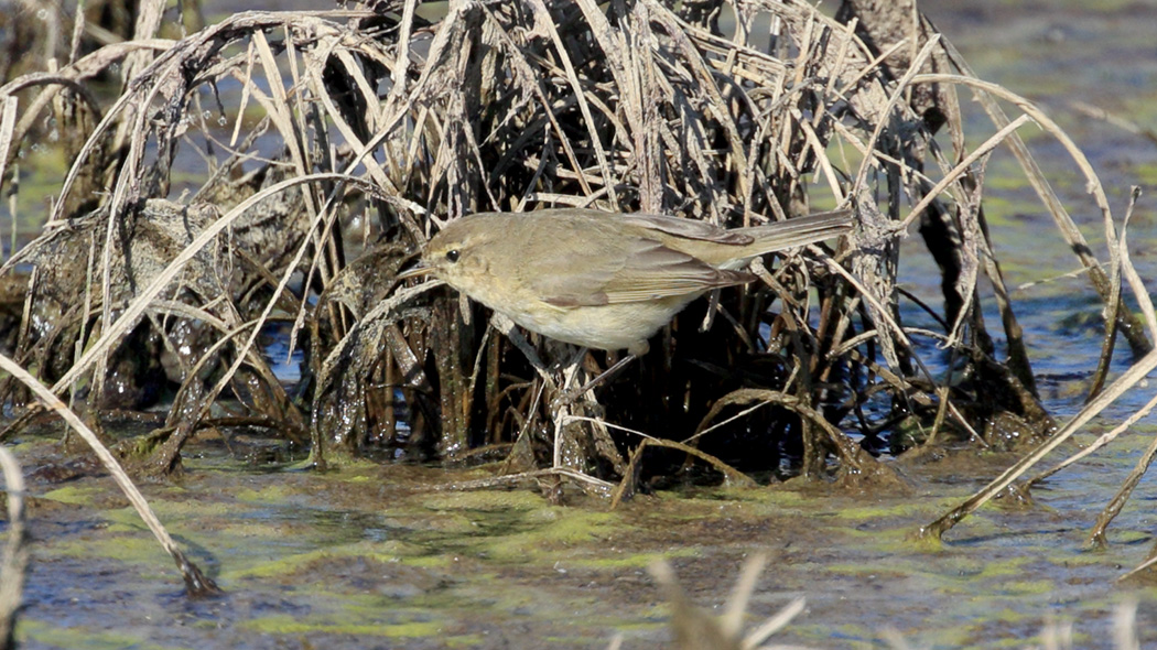 Common Chiffchaff