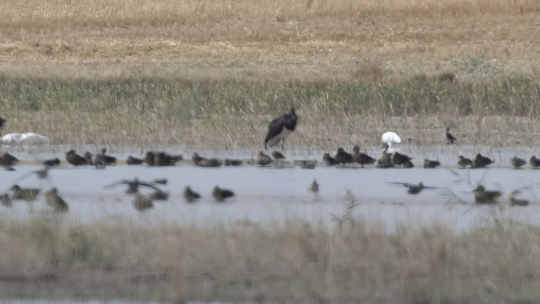 Black Stork