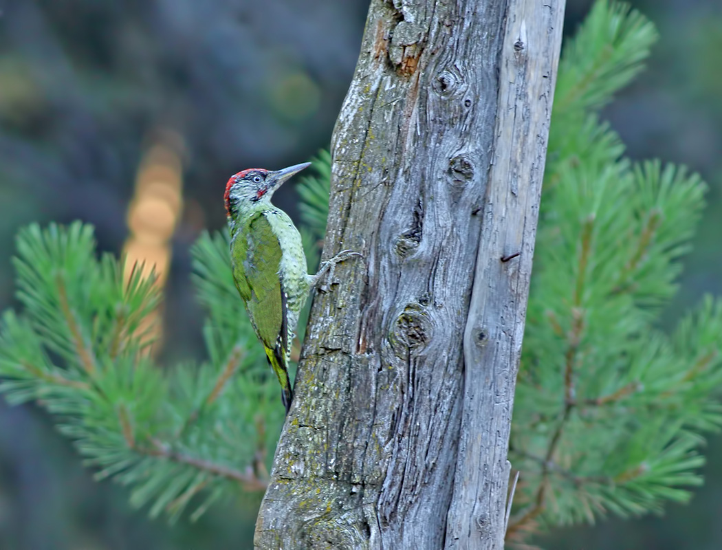 Yeşil Ağaçkakan