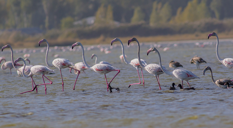 Flamingo