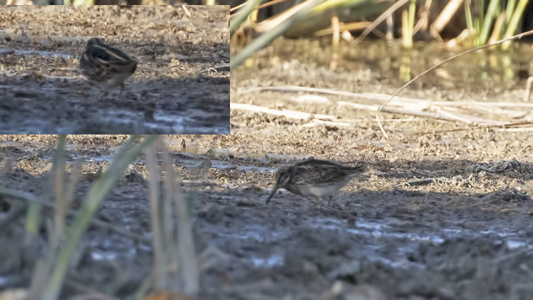 Jack Snipe