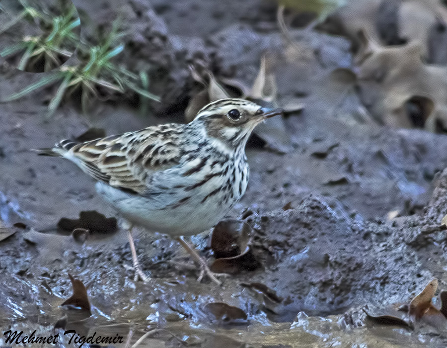Woodlark