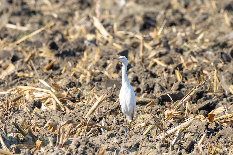 Western Cattle Egret