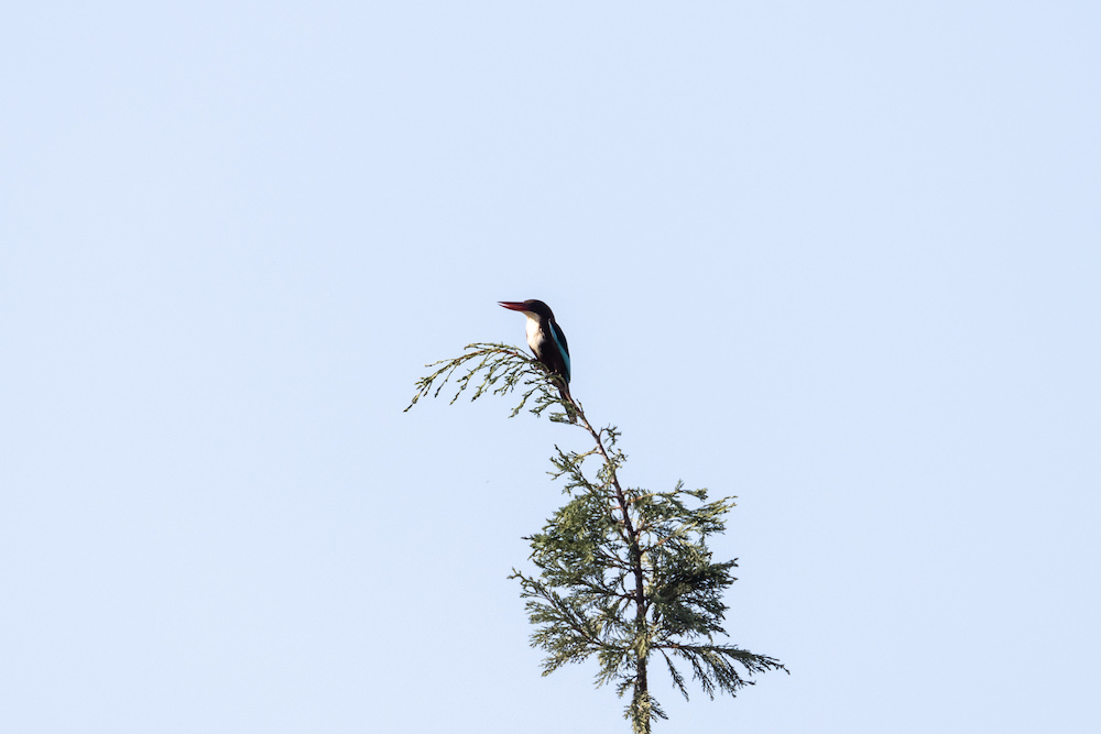 White-throated Kingfisher