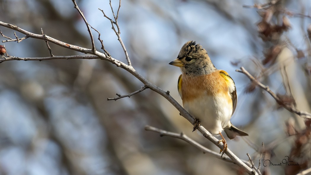 Brambling