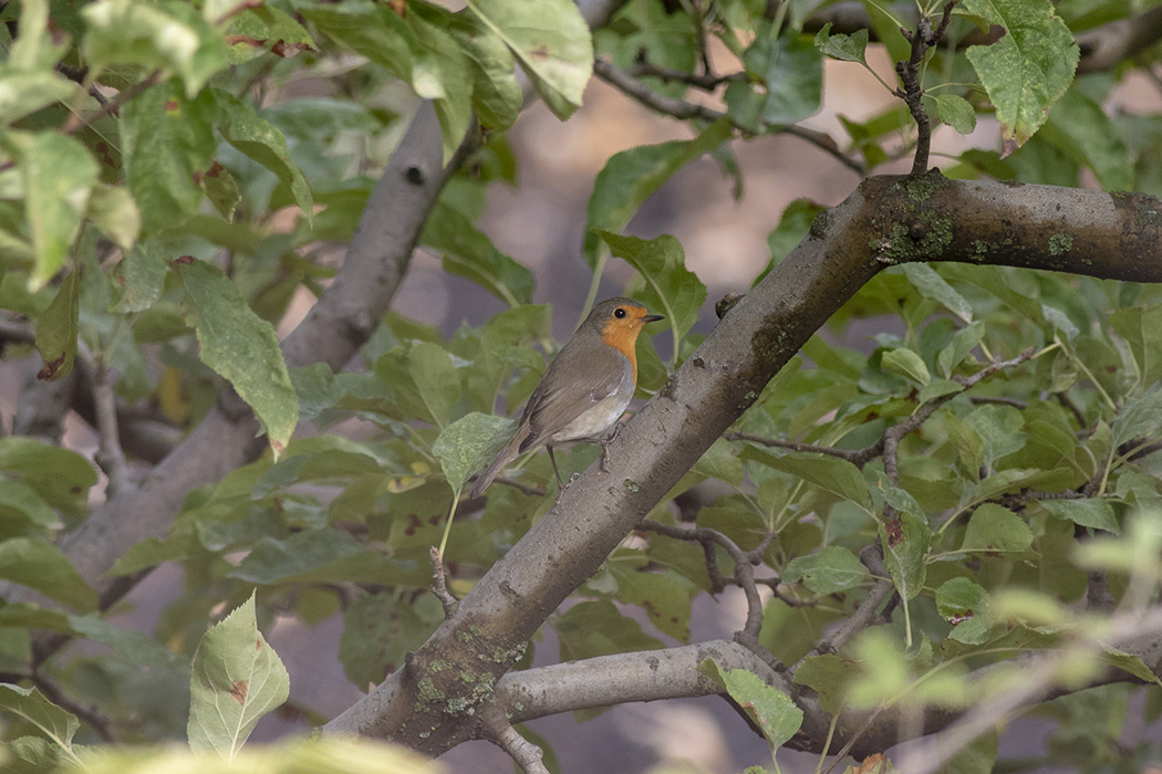 European Robin