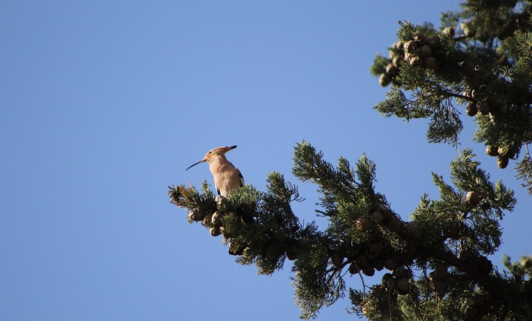 Common Hoopoe