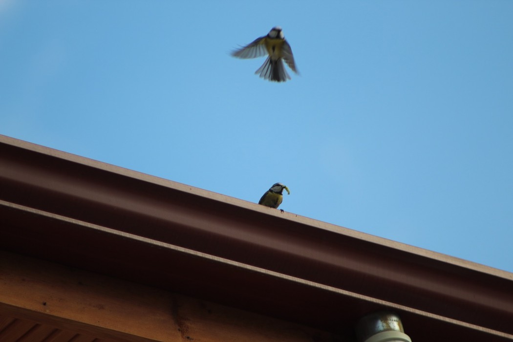 Eurasian Blue Tit