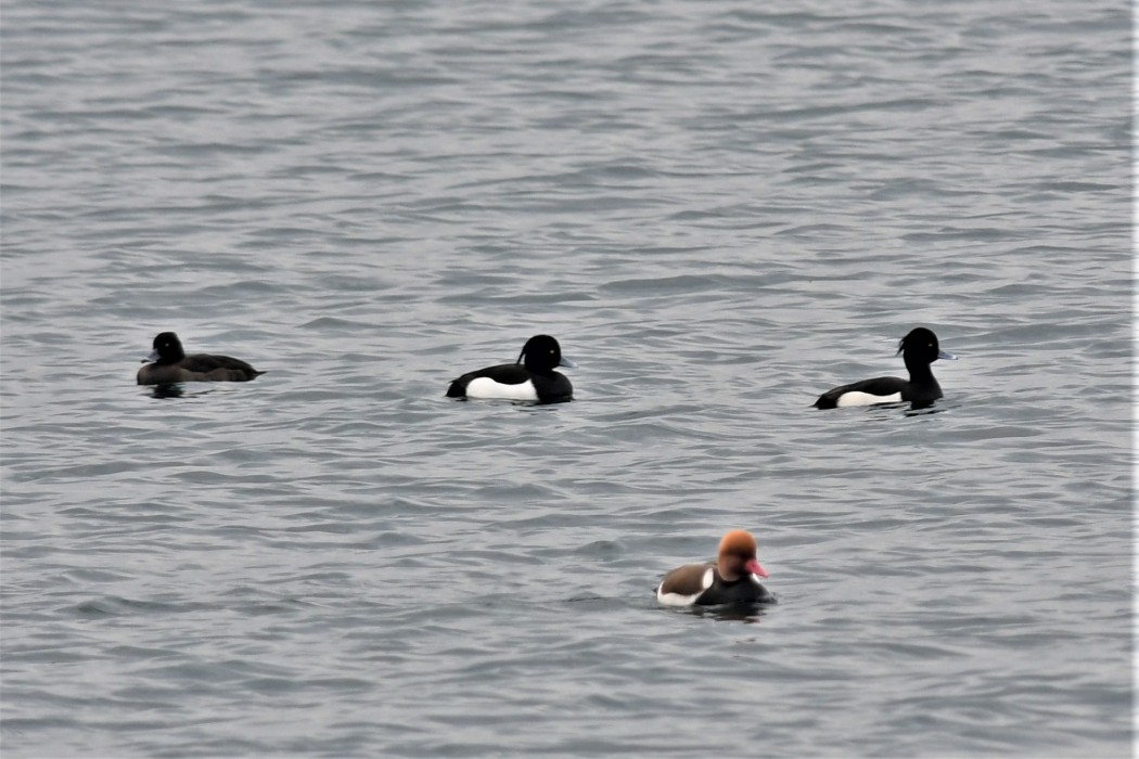 Tufted Duck