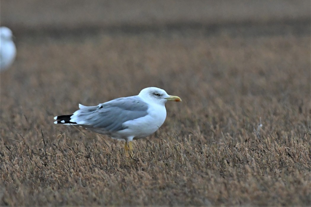 Yellow-legged Gull