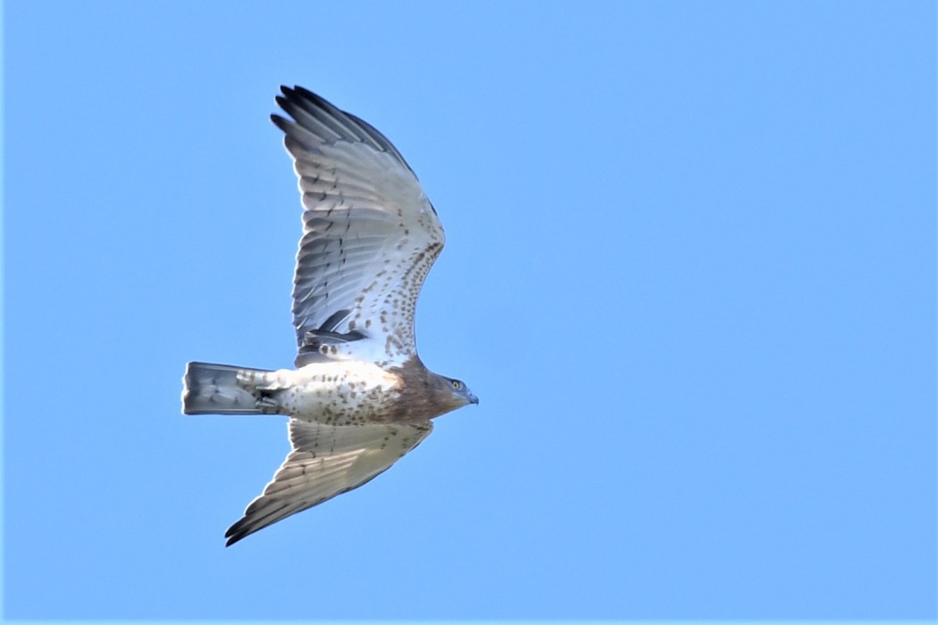 Short-toed Snake Eagle
