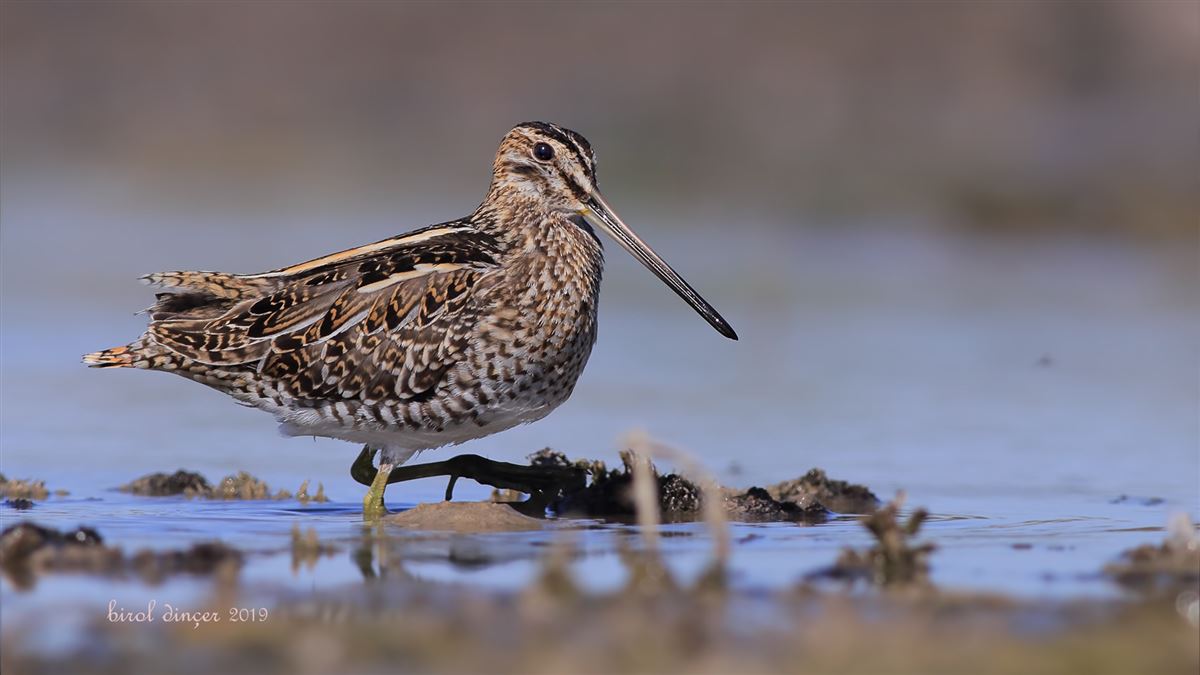 Common Snipe