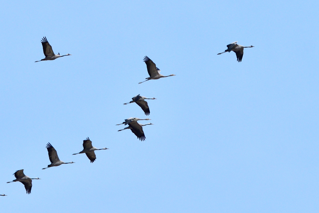 Common Crane
