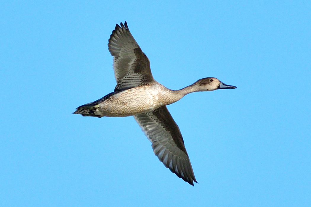 Northern Pintail